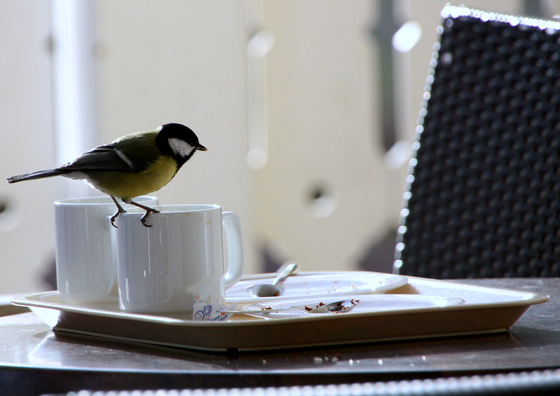 Bird standing on the edge of a cup